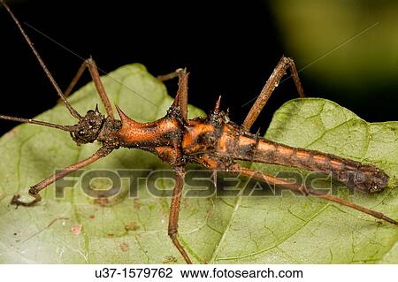 Stick insect View Large Photo Image Stock Image - Stick insect. Fotosearch