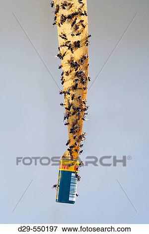 Sticky fly paper. View Large Photo Image Stock Photo - Sticky fly paper.. Fotosearch