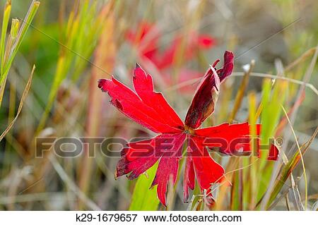 Sticky Geranium, Sticky Purple Crane? s-bill Geranium viscosissimum Autumn leaves, Yellowstone NP, Wyoming, USA View Large Photo Image Stock Photo - Sticky Geranium, Sticky Purple Crane? s-bill Geranium viscosissimum Autumn leaves, Yellowstone NP, Wyoming, USA. Fotosearch