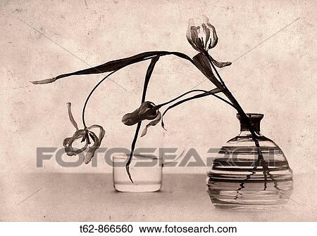 Still Life Dried flowers Monocolor View Large Photo Image Stock Image - Still Life Dried flowers Monocolor. Fotosearch