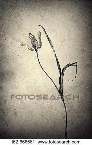 Still Life Dry Flower Tulip View Large Photo Image Stock Image - Still Life Dry Flower Tulip. Fotosearch