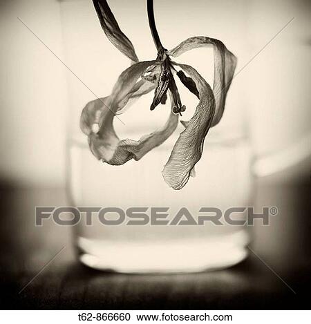 Stock Image - Still Life Foreground Dry Flower Tulip. Fotosearch
