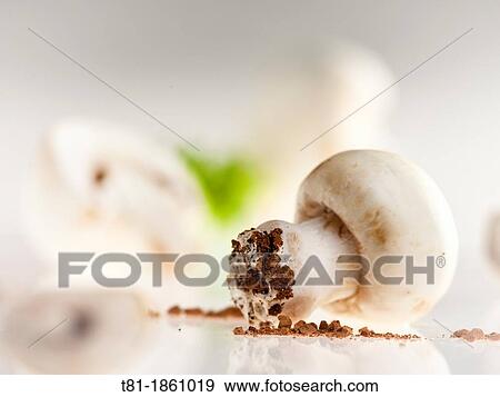 still life of mushroom, mushrooms View Large Photo Image Stock Photo - still life of mushroom, mushrooms. Fotosearch