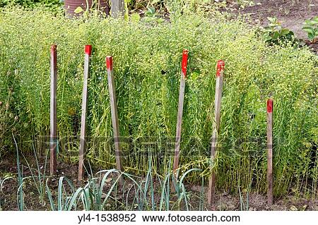 Stock Image - Still life of sticks and vegetables in allotment. The Netherlands. Fotosearch