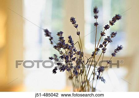 Stock Image - STILL LIFE Riverwoods, Illinois. Vase hold twigs of dried lavender on kitchen table, selective focus, blurred effect with lens, abstract. Fotosearch