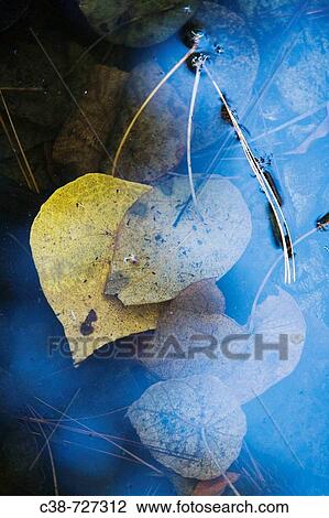 Still life View Large Photo Image Stock Image - Still life. Fotosearch