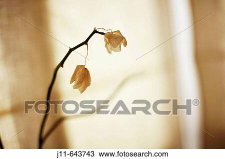 Still life View Large Photo Image Stock Image - Still life. Fotosearch