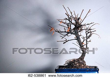 Stock Image - Still life. Fotosearch