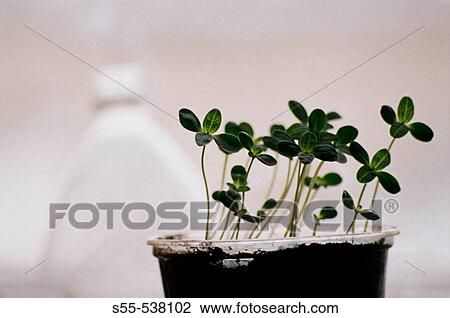 Still life View Large Photo Image Stock Image - Still life. Fotosearch