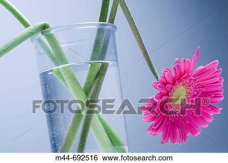 Still life View Large Photo Image Stock Photograph - Still life. Fotosearch