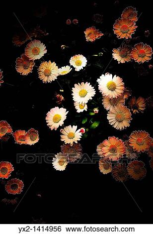Still life with daisies View Large Photo Image Stock Photograph - Still life with daisies. Fotosearch