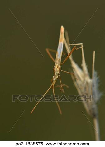 Stock Photography - Stilt bug - Berytidae, Crete. Fotosearch