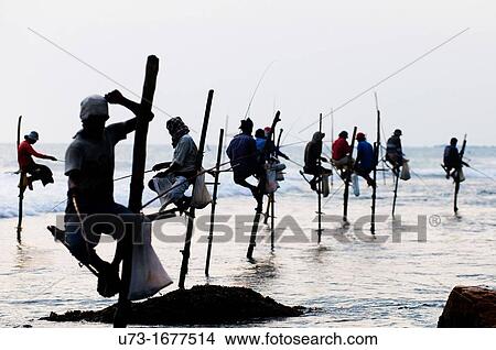 Stilt fishermen perched on their poles in Midigama, Sri Lanka View Large Photo Image Picture - Stilt fishermen perched on their poles in Midigama, Sri Lanka. Fotosearch