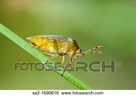 Stink bug, Crete View Large Photo Image Stock Photograph - Stink bug, Crete. Fotosearch