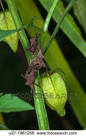 Stink bug. Image taken at Kampung Satau, Sarawak, Malaysia. View Large Photo Image Stock Photograph - Stink bug. Image taken at Kampung Satau, Sarawak, Malaysia.. Fotosearch