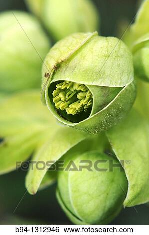 Stinking hellebore or Dungwort (Helleborus foetidus, fam. Ranunculaceae). Osseja, Pyrenees-Orientales, Languedoc-Roussillon, France View Large Photo Image Stock Photograph - Stinking hellebore or Dungwort (Helleborus foetidus, fam. Ranunculaceae). Osseja, Pyrenees-Orientales, Languedoc-Roussillon, France. Fotosearch
