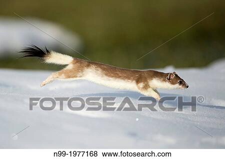 Stoat (Mustela erminea) at the end of winter, jumping, changing the white winter coat in brown summer coat, Bavaria, Germany. View Large Photo Image Stock Photo - Stoat (Mustela erminea) at the end of winter, jumping, changing the white winter coat in brown summer coat, Bavaria, Germany.. Fotosearch