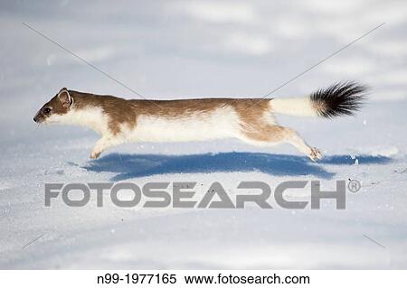 Stoat (Mustela erminea) at the end of winter, jumping, changing the white winter coat in brown summer coat, Bavaria, Germany. View Large Photo Image Stock Photography - Stoat (Mustela erminea) at the end of winter, jumping, changing the white winter coat in brown summer coat, Bavaria, Germany.. Fotosearch