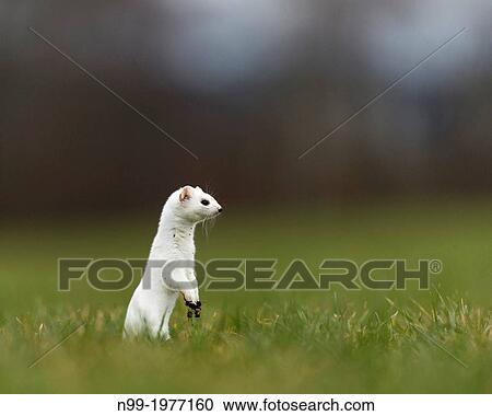 Stoat (Mustela erminea) in grass, standing on outlook, white winter coat, Bavaria, Germany. View Large Photo Image Stock Image - Stoat (Mustela erminea) in grass, standing on outlook, white winter coat, Bavaria, Germany.. Fotosearch
