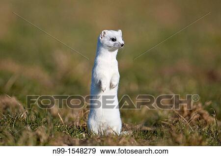 Stock Photo - Stoat Mustela erminea in winter coat, running over meadow, Bavaria, Germany. Fotosearch