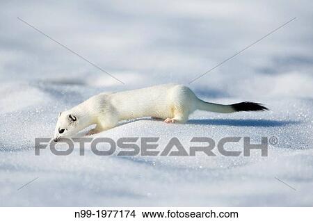Stoat (Mustela erminea) on snow, white winter coat, Bavaria, Germany. View Large Photo Image Picture - Stoat (Mustela erminea) on snow, white winter coat, Bavaria, Germany.. Fotosearch