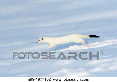 Stock Image - Stoat (Mustela erminea) on snow, white winter coat, Bavaria, Germany.. Fotosearch