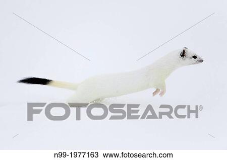 Stock Image - Stoat (Mustela erminea) on snow, white winter coat, Bavaria, Germany.. Fotosearch
