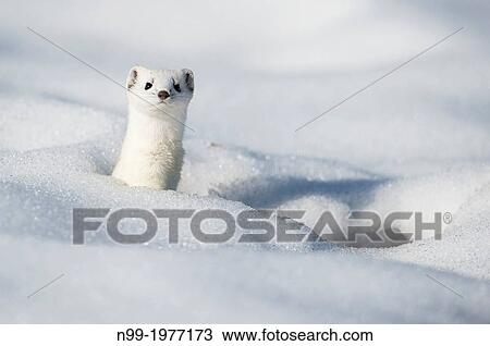 Stoat (Mustela erminea) on snow, white winter coat, Bavaria, Germany. View Large Photo Image Stock Image - Stoat (Mustela erminea) on snow, white winter coat, Bavaria, Germany.. Fotosearch