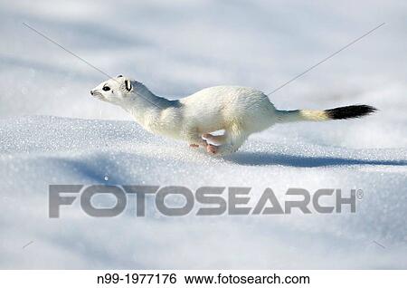 Stoats And Weasels The Wild Wooders Field Stoat In Winter Coat Andoy Norway