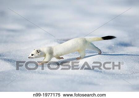 Stock Photography - Stoat (Mustela erminea) on snow, white winter coat, Bavaria, Germany.. Fotosearch