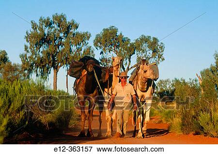 Stock Photo - Stock man with camels. Stock Statio near Alice Springs. Northern Territory. Australia.. Fotosearch