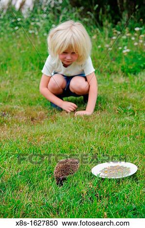 Stock photo of a 6 year old girl watching a baby hedgehog in the garden View Large Photo Image Stock Image - Stock photo of a 6 year old girl watching a baby hedgehog in the garden. Fotosearch
