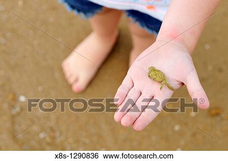 Stock Photograph - Stock photo of a child with a small crab in the palm of her hand. Fotosearch