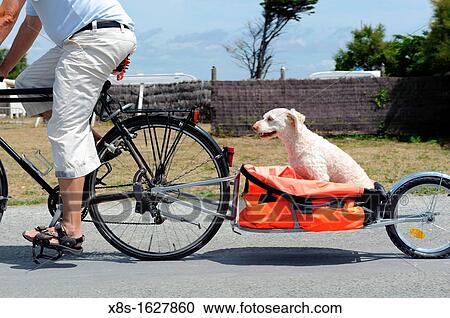 Stock Image - Stock photo of a dog being towed in a trailer from a bike. Fotosearch