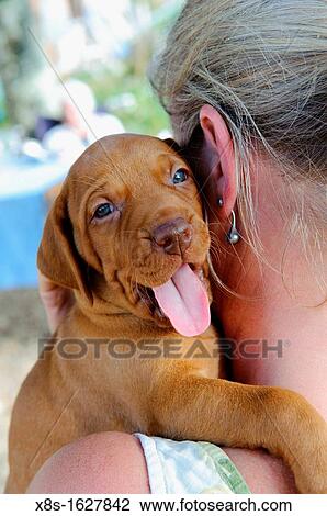 Stock photo of a Hungarian Vizsla puppy on the shoulder of a woman View Large Photo Image Stock Image - Stock photo of a Hungarian Vizsla puppy on the shoulder of a woman. Fotosearch