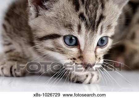 Stock photo of a kitten against a white background View Large Photo Image Stock Photo - Stock photo of a kitten against a white background. Fotosearch