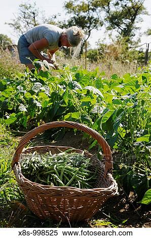 Stock photo of a woman gardener in her fourties gardening View Large Photo Image Stock Photography - Stock photo of a woman gardener in her fourties gardening. Fotosearch