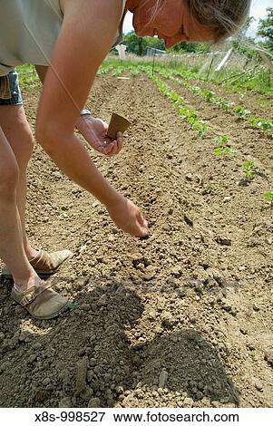Stock photo of a woman gardener sowing bean seeds in her vegetable plot The photo was taken on a smallholding in France where the family grow their own fruit and vegetables under organic principles View Large Photo Image Stock Photo - Stock photo of a woman gardener sowing bean seeds in her vegetable plot The photo was taken on a smallholding in France where the family grow their own fruit and vegetables under organic principles. Fotosearch
