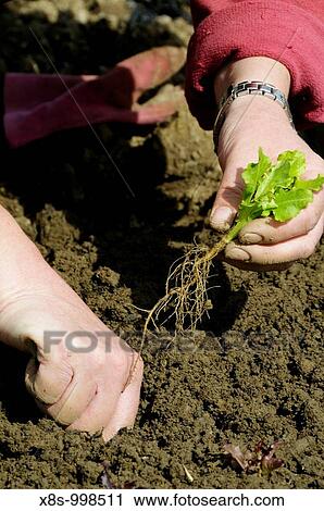 Stock photo of a woman gardener planting lettuce plants in the vegetable plot View Large Photo Image Stock Image - Stock photo of a woman gardener planting lettuce plants in the vegetable plot. Fotosearch