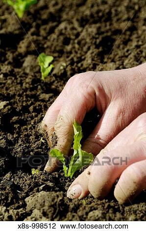 Stock photo of a woman gardener planting lettuce plants in the vegetable plot View Large Photo Image Stock Image - Stock photo of a woman gardener planting lettuce plants in the vegetable plot. Fotosearch