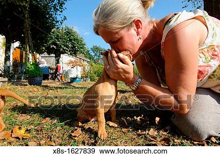 Stock photo of hungarian vizsla pups playing outside View Large Photo Image Stock Photo - Stock photo of hungarian vizsla pups playing outside. Fotosearch