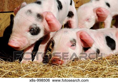 Stock Photograph - Stock photo of new born Gloucester old spot piglets. Fotosearch