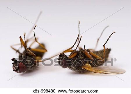 Stock Image - Stock photo of two dead flies lying on their backs taken against a white background. Fotosearch