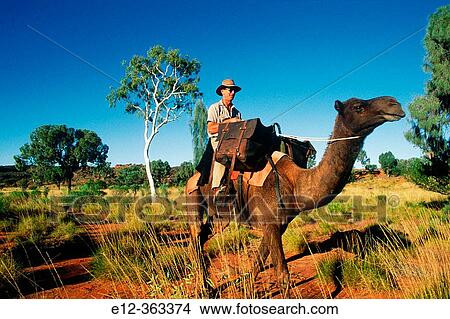Stock woman with camels. Stock Station near Alice Springs. Northern Territory. Australia. View Large Photo Image Picture - Stock woman with camels. Stock Station near Alice Springs. Northern Territory. Australia.. Fotosearch