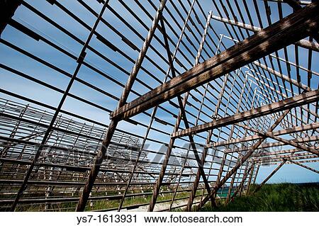 Stock Image - Stockfish, dried cod, hanging on wooden racks called flakes or hjell on the seashore, Vester? len archipelago, Troms Nordland county, Norway. Fotosearch