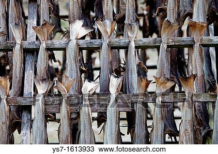 Stockfish, dried cod, hanging on wooden racks called flakes or hjell on the seashore, Vester? len archipelago, Troms Nordland county, Norway View Large Photo Image Stock Image - Stockfish, dried cod, hanging on wooden racks called flakes or hjell on the seashore, Vester? len archipelago, Troms Nordland county, Norway. Fotosearch