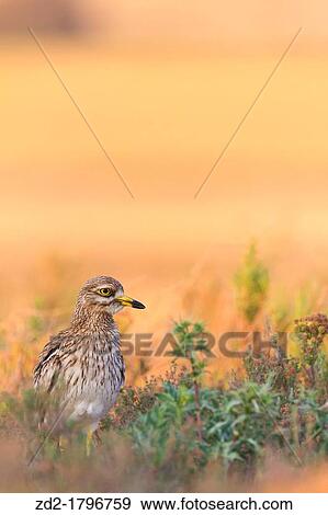 Stone Curlew Burhinus oedicnemus in habitat Lleida Catalonia Spain View Large Photo Image Stock Photo - Stone Curlew Burhinus oedicnemus in habitat Lleida Catalonia Spain. Fotosearch