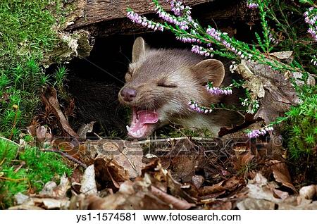 Stone Marten or Beech Marten, martes foina, Adult Yawning, Normandy View Large Photo Image Stock Image - Stone Marten or Beech Marten, martes foina, Adult Yawning, Normandy. Fotosearch