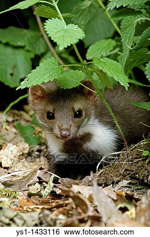 Stock Photograph - STONE MARTEN OR BEECH MARTEN martes foina, YOUNG STANDING ON DRY LEAVES, NORMANDY IN FRANCE. Fotosearch