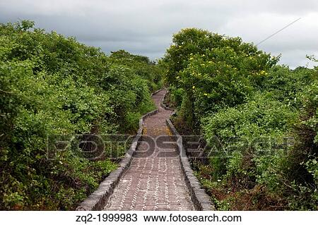 Stone paved path leading from Puerto Ayora to Tortuga Bay, Galapagos Islands National Park, Santa Cruz Island, Galapagos, Ecuador. View Large Photo Image Stock Image - Stone paved path leading from Puerto Ayora to Tortuga Bay, Galapagos Islands National Park, Santa Cruz Island, Galapagos, Ecuador.. Fotosearch